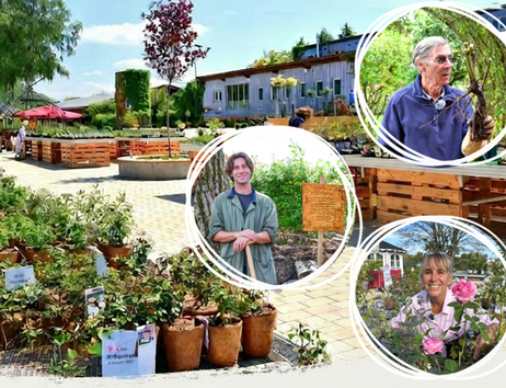 Rosen in Kokostöpfen, lange Verkaufsbeete, drei Portraitbilder