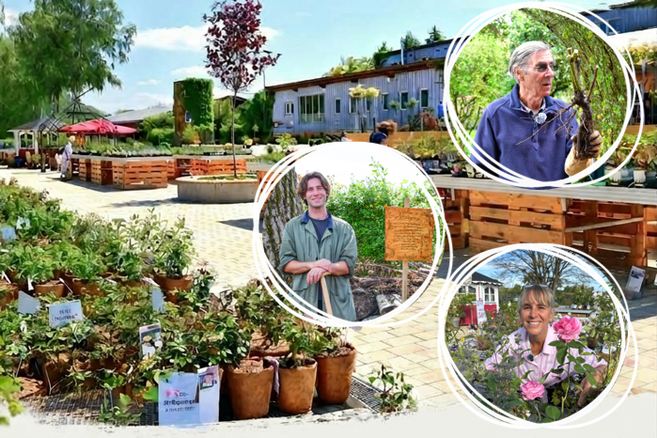 Rosen in Kokostöpfen, lange Verkaufsbeete, drei Portraitbilder